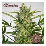 AK CLASSICS AUTO X3-BUDDHA SEEDS
