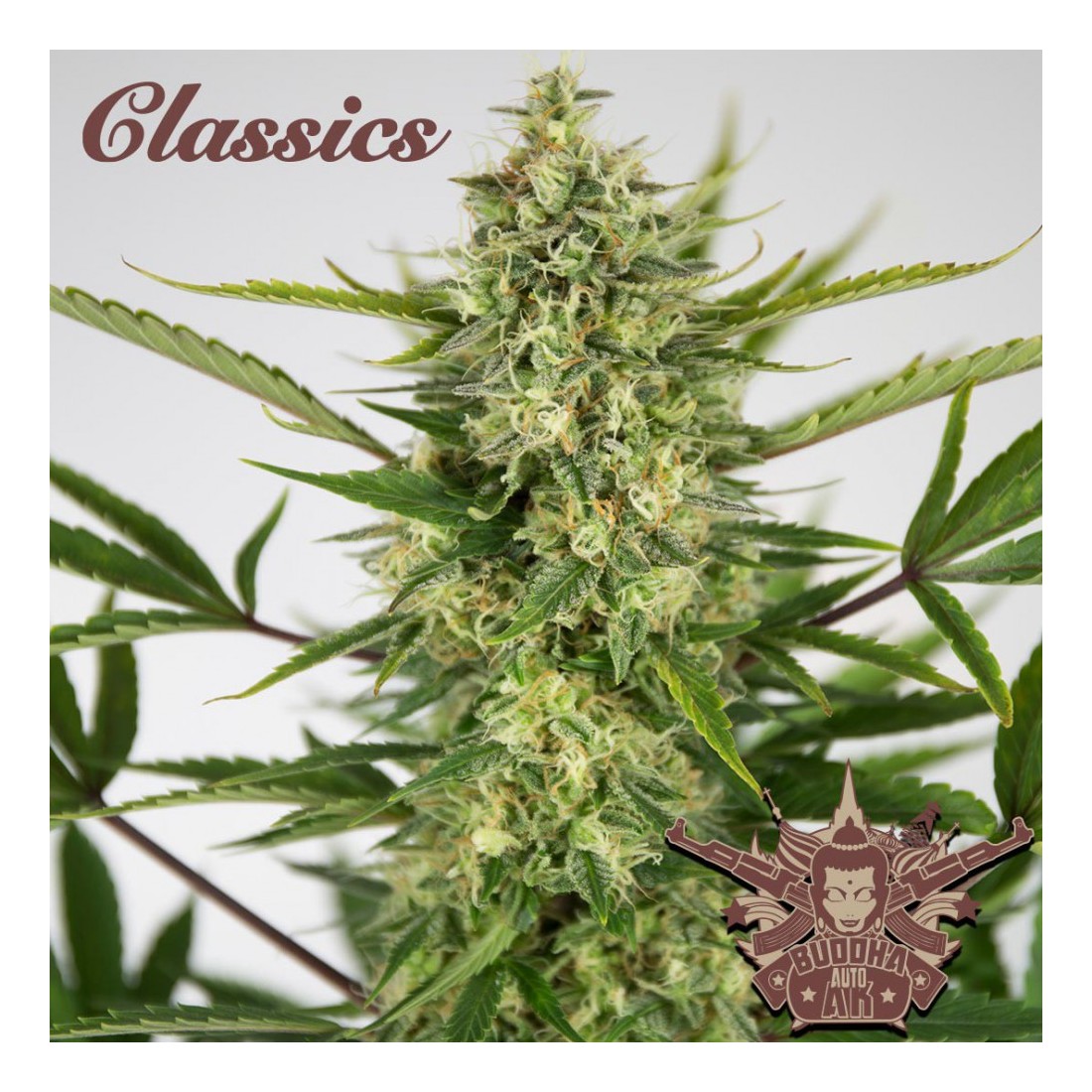 ak-classics-auto-x3-buddha-seeds AK CLASSICS AUTO X3-BUDDHA SEEDS - Imagen 1