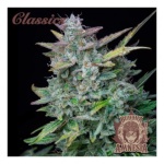 AMNESIA CLASSICS AUTO X3-BUDDHA SEEDS