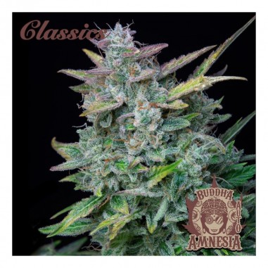 amnesia-classics-auto-x3-buddha-seeds AMNESIA CLASSICS AUTO X3-BUDDHA SEEDS - Imagen 1