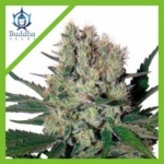 SYRUP AUTO X3-BUDDHA SEEDS