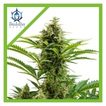VESTA AUTO X3-BUDDHA SEEDS