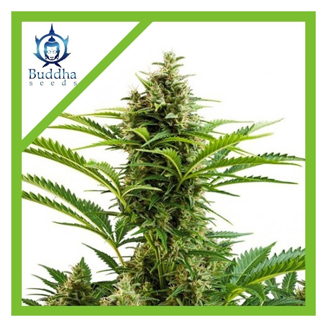 buddha-seeds-vesta-auto-x-31 VESTA AUTO X3-BUDDHA SEEDS - Imagen 1