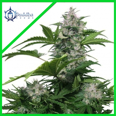 buddha-seeds-white-dwarf-auto-x-31 WHITE DWARF AUTO X3-BUDDHA SEEDS - Imagen 1