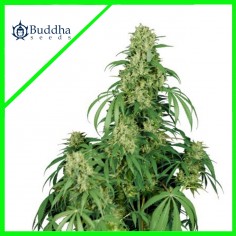 calamity-jane-auto-x3-buddha-seeds CALAMITY JANE AUTO X3-BUDDHA SEEDS - Imagen 1