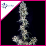 COOKIE FEM X3 - BUDDHA SEEDS