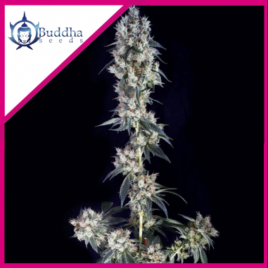 cookie-fem-x3-buddha-seeds COOKIE FEM X3 - BUDDHA SEEDS - Imagen 1