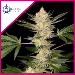 DOSI2 FEM X3-BUDDHA SEEDS