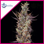 GELATO FEM X3-BUDDHA SEEDS