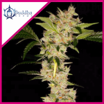 GORILA FEM X3 - BUDDHA SEEDS