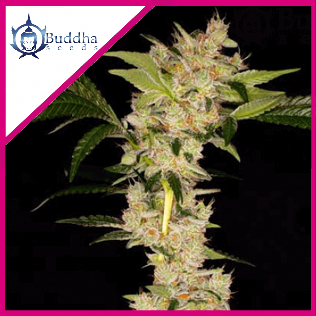 gorila-fem-x3-buddha-seeds GORILA FEM X3 - BUDDHA SEEDS - Imagen 1