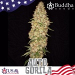 GORILLA AUTO X3-BUDDHA SEEDS
