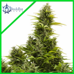 MEDIKIT AUTO X3 - BUDDHA SEEDS