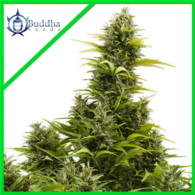 medikit-auto-x3-buddha-seeds MEDIKIT AUTO X3 - BUDDHA SEEDS - Imagen 1
