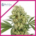 MEDIKIT FEM X3-BUDDHA SEEDS