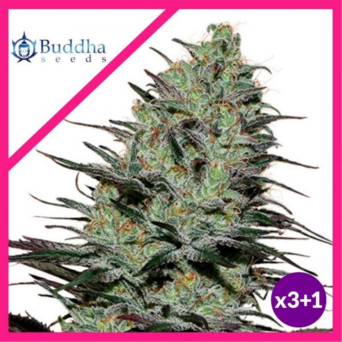 morpheus-fem-x3-buddha-seeds MORPHEUS FEM X3-BUDDHA SEEDS - Imagen 1