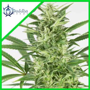 skunk-auto-x3-buddha-seeds SKUNK AUTO X3 - BUDDHA SEEDS - Imagen 1