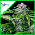 TANGIE AUTO X3-BUDDHA SEEDS