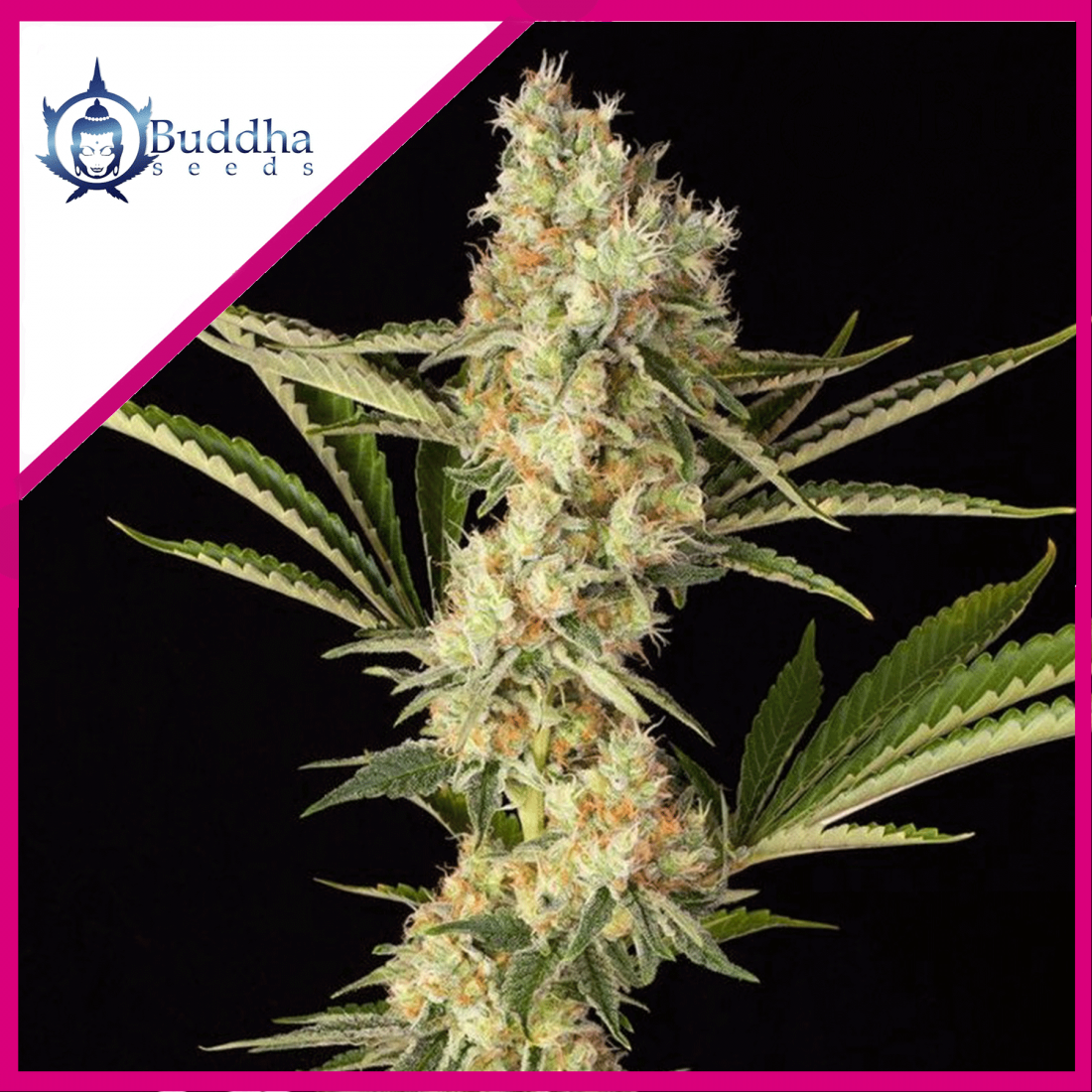 wedding-cheesecake-fem-x3-buddha-seeds WEDDING CHEESECAKE FEM X3-BUDDHA SEEDS - Imagen 1