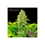 WHITE WIDOW CLASSICS AUTO X3-BUDDHA SEEDS