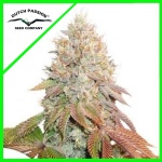 BANANA BLAZE AUTO X7-DUTCH PASSION
