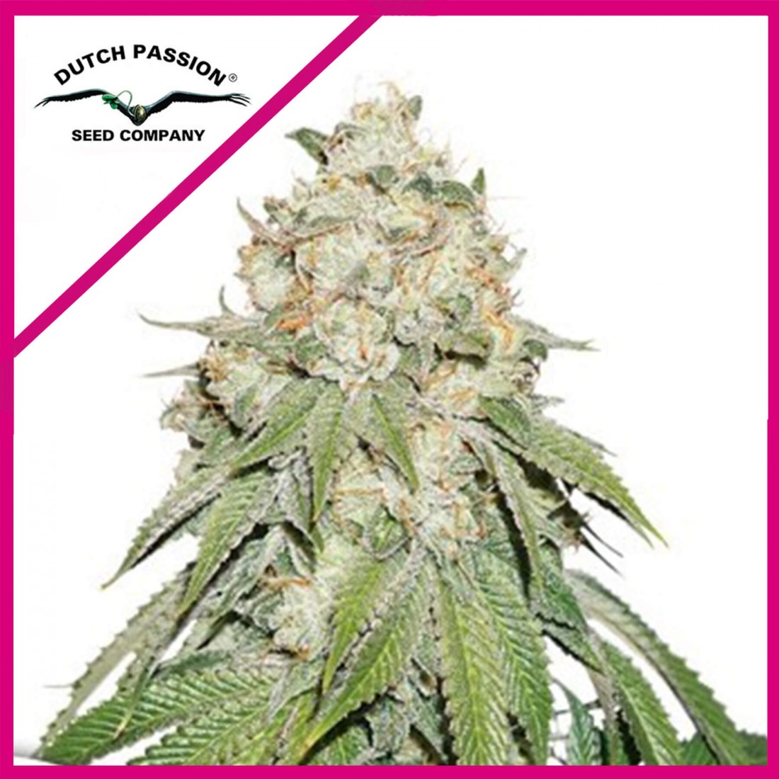 banana-blaze-fem-x100-dutch-passion BANANA BLAZE FEM X100-DUTCH PASSION - Imagen 1