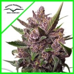 BLACKBERRY KUSH AUTO X7-DUTCH PASSION