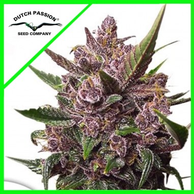 blackberry-kush-auto-x7-dutch-passion BLACKBERRY KUSH AUTO X7-DUTCH PASSION - Imagen 1