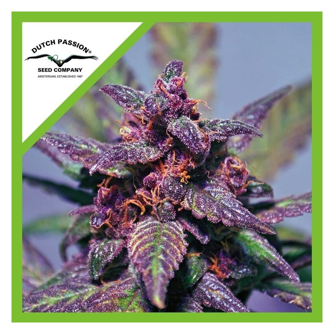 blackberry-kush-cbd-auto-x3-dutch-passion BLACKBERRY KUSH CBD AUTO X3-DUTCH PASSION - Imagen 1