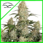 CRITICAL ORANGE PUNCH AUTO X7-DUTCH PASSION
