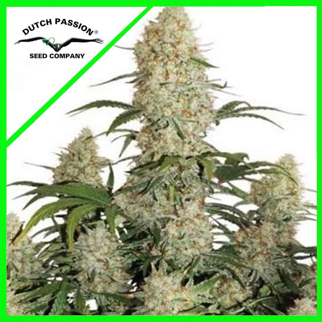 critical-orange-punch-auto-x7-dutch-passion CRITICAL ORANGE PUNCH AUTO X7-DUTCH PASSION - Imagen 1