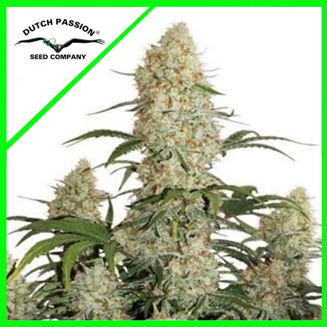 dutch-passion-auto-critical-orange-punch-x100 CRITICAL ORANGE PUNCH AUTO X100-DUTCH PASSION - Imagen 1