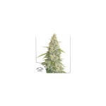 MERINGUE FEM X3-DUTCH PASSION