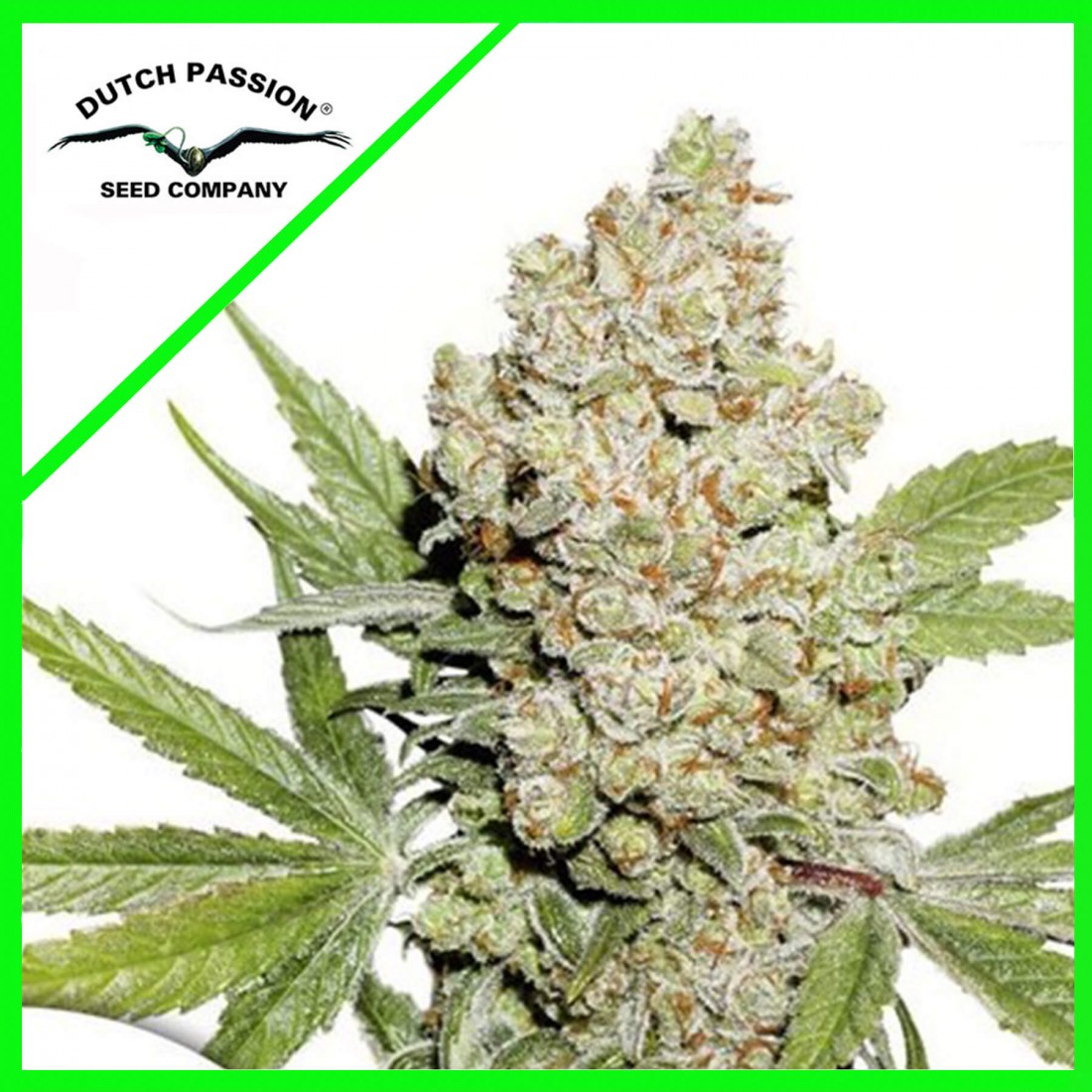 lemon-kix-auto-x3-dutch-passion LEMON KIX AUTO X3-DUTCH PASSION - Imagen 1