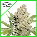 C-VIBEZ FEM X3-DUTCH PASSION
