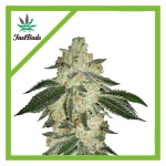 GREEN CRACK AUTO X5-FAST BUDS