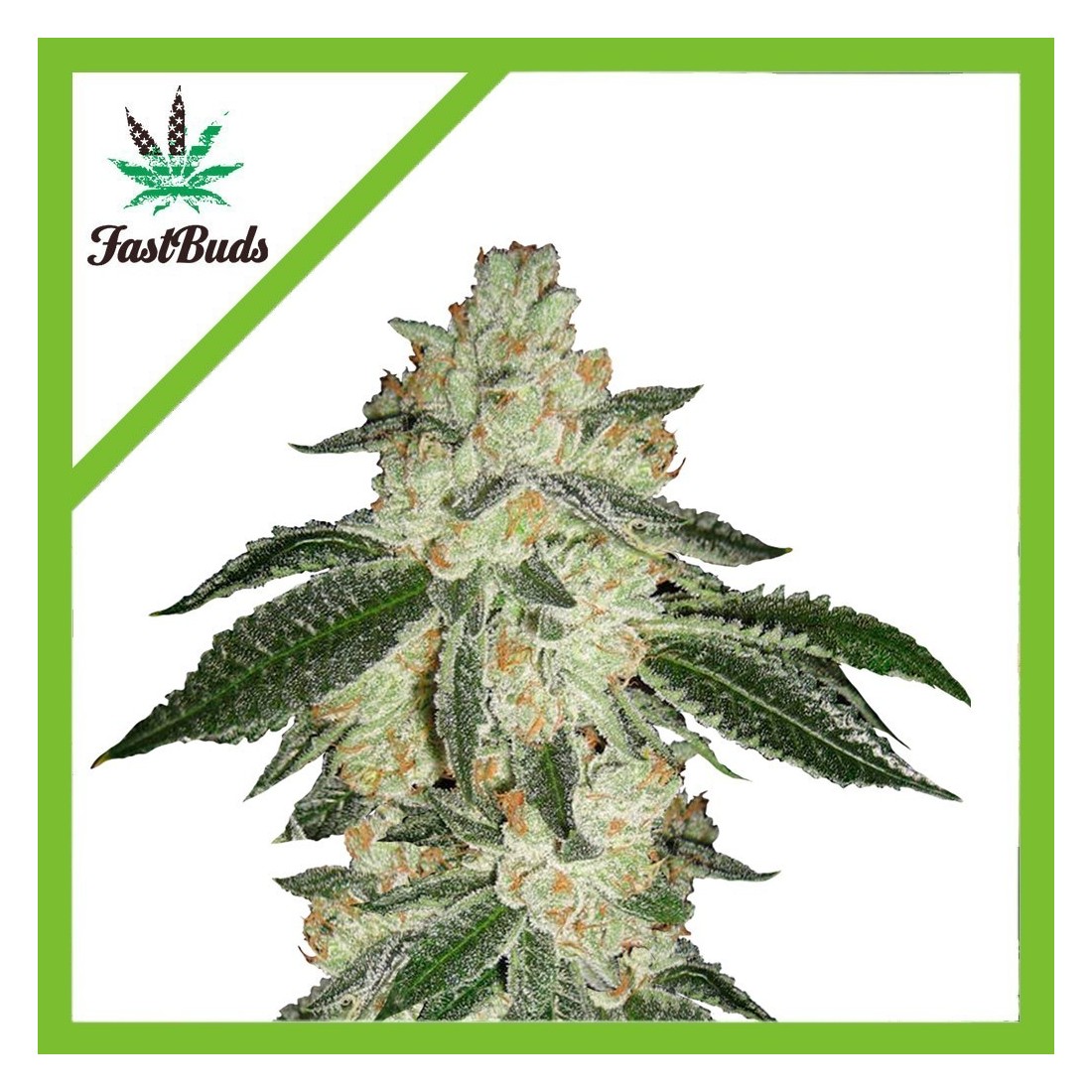 1 GREEN CRACK AUTO X5-FAST BUDS - Imagen 1
