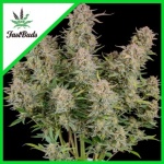 BRUCE BANNER AUTO X3-FAST BUDS