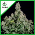 FORBIDDEN RUNTZ AUTO X3-FAST BUDS