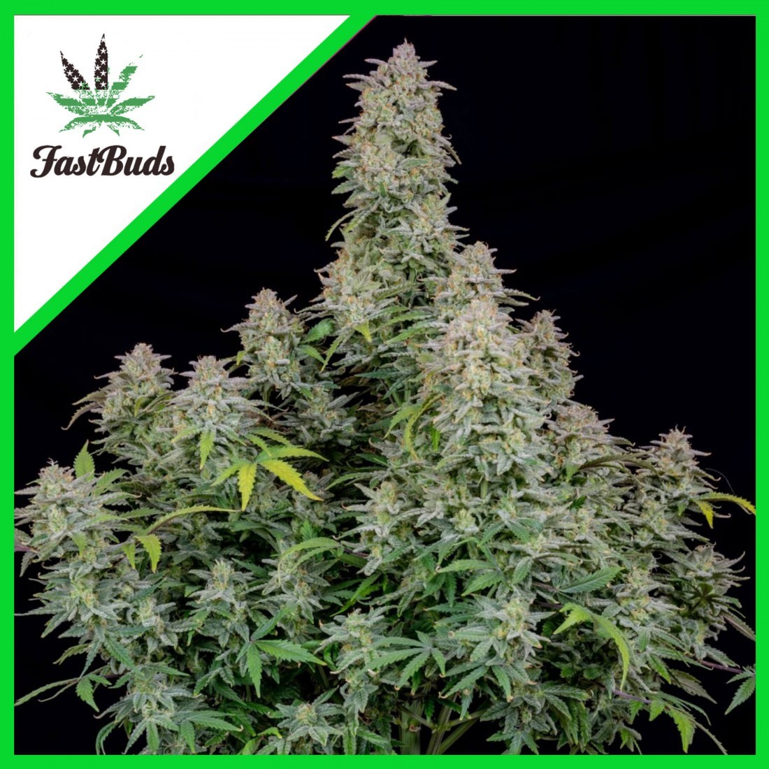 1 FORBIDDEN RUNTZ AUTO X3-FAST BUDS - Imagen 1