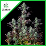 MIMOSA CAKE AUTO X3-FAST BUDS