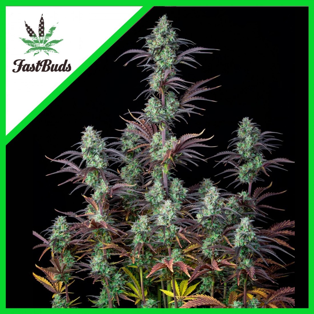 1 MIMOSA CAKE AUTO X3-FAST BUDS - Imagen 1