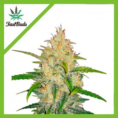 1 ZKITTLEZ AUTO X3-FAST BUDS - Imagen 1