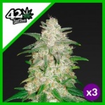 GELATO AUTO X3-FAST BUDS