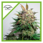 GLUEBERRY OG AUTO X3-DUTCH PASSION