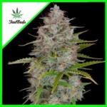 ORANGE SHERBET AUTO X3-FAST BUDS