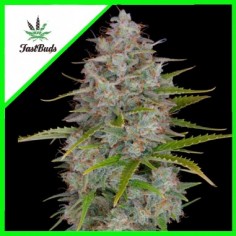 1 ORANGE SHERBET AUTO X3-FAST BUDS - Imagen 1