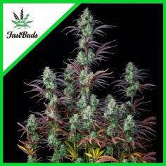 1 MIMOSA CAKE AUTO X3-FAST BUDS - Imagen 1