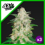 GELATO AUTO X3-FAST BUDS