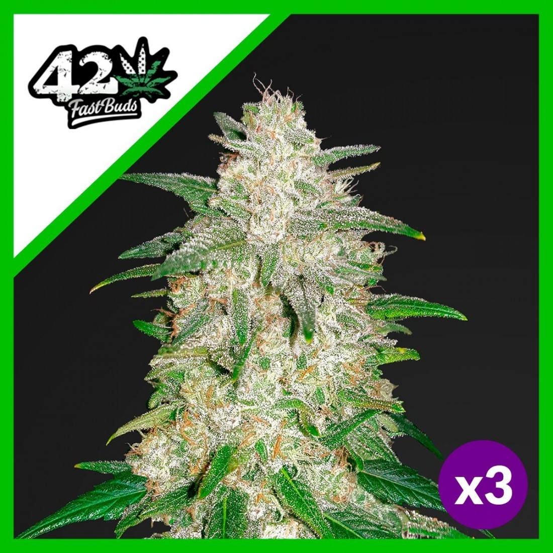 1 GELATO AUTO X3-FAST BUDS - Imagen 1
